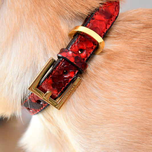 Collars for dog and cat in genuine Red python skin