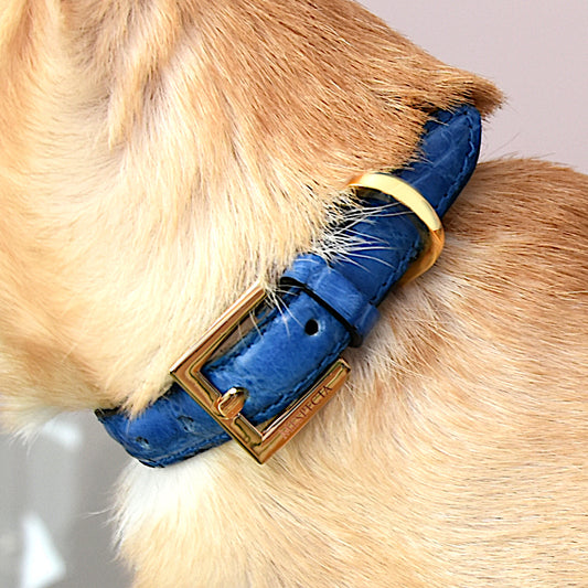 Collars for dog and cat in genuine Blue crocodile skin