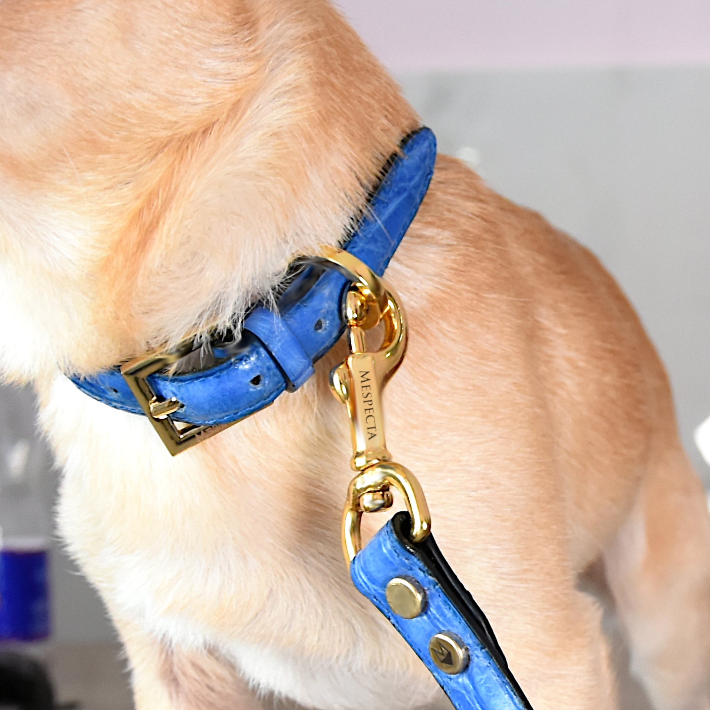 Collars for dog and cat in genuine Blue crocodile skin