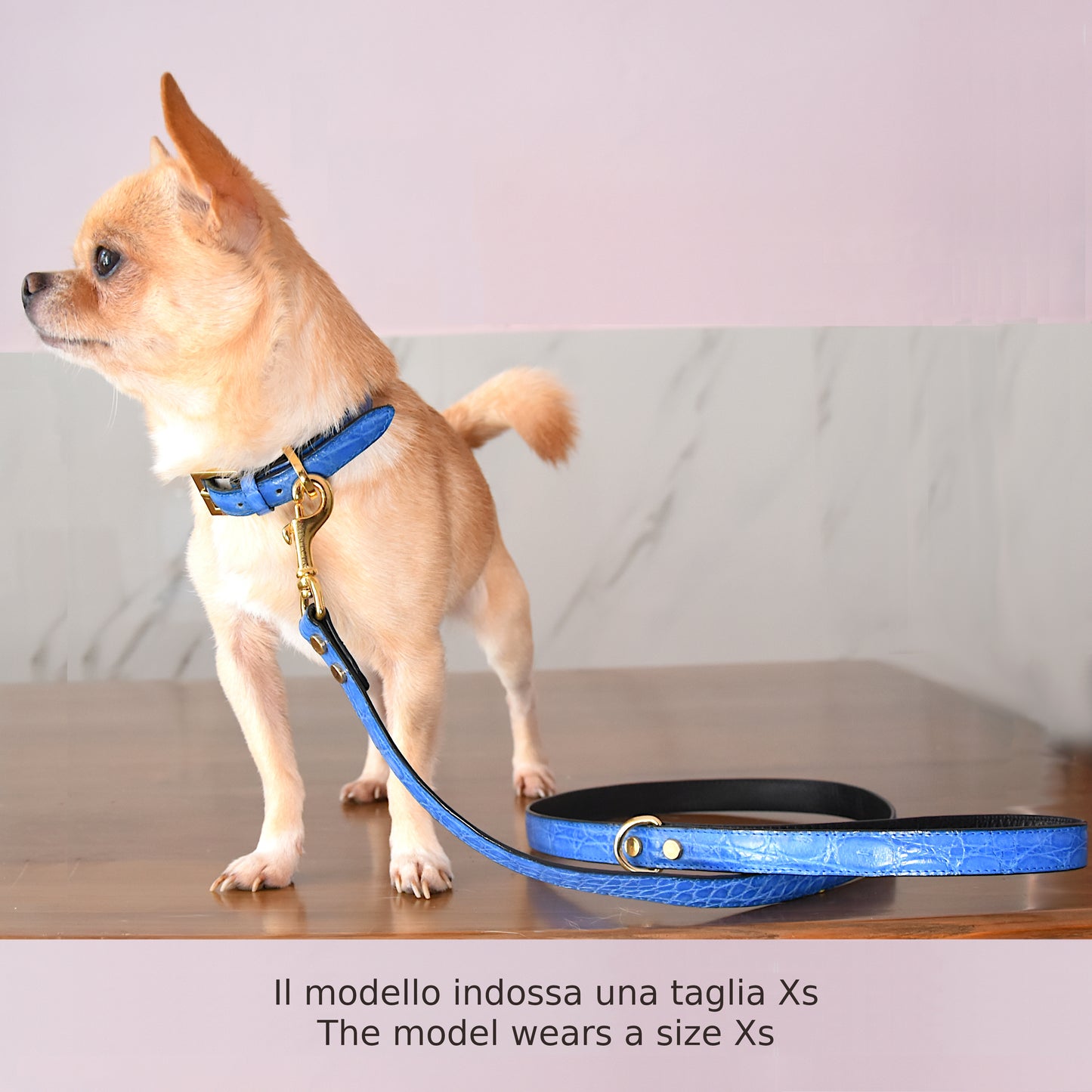 Collars for dog and cat in genuine Blue crocodile skin