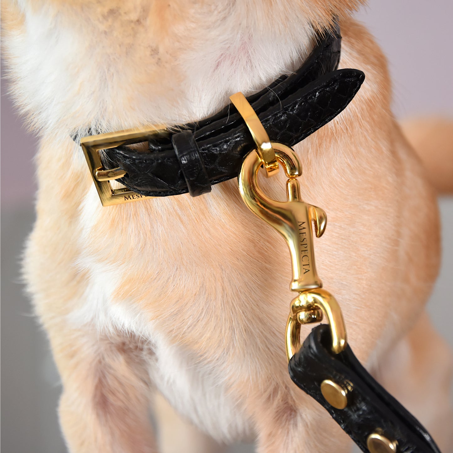Collare per cani e gatti in vera pelle di pitone Nero Personalizzabile
