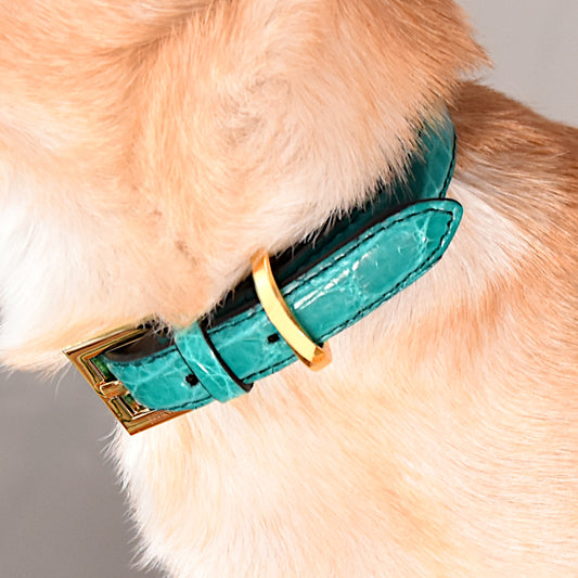 Dog collar in genuine Acqua Green crocodile skin