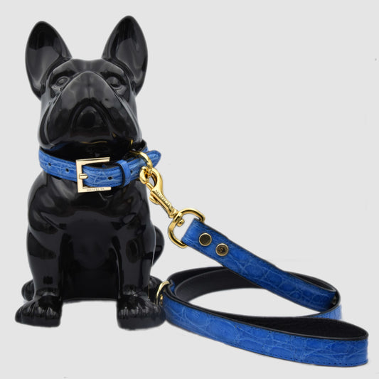 Dog leashes in genuine Sky Blue Crocodile skin